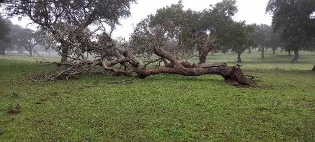 Encina seca
