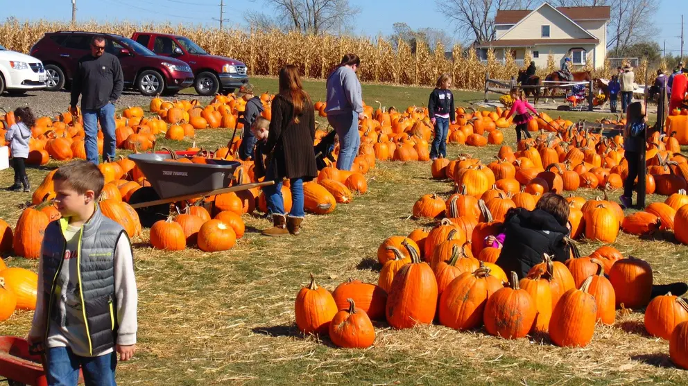 Campo de calabazas en Estados Unidos