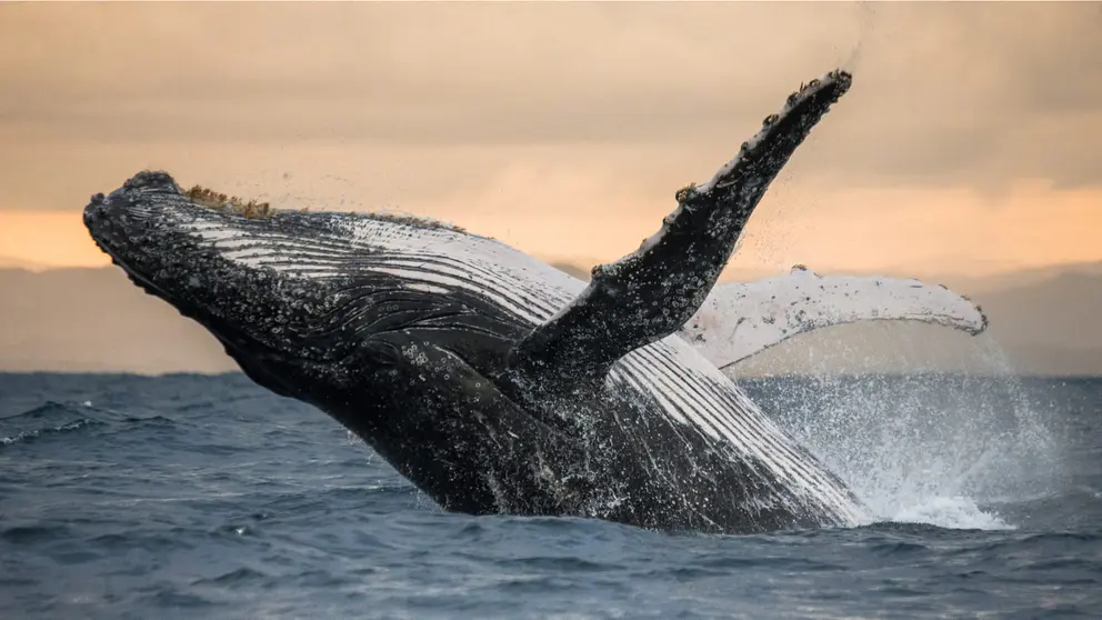 Ballena jorobada dando un salto