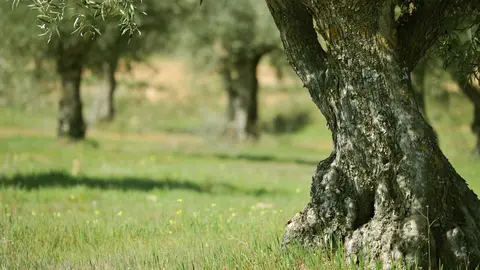 arbol