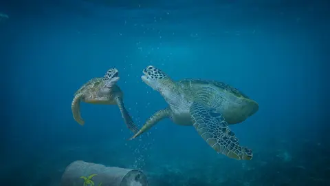 turtle-4390929_1920