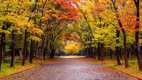 Colorful foliage in autumn park. Autumn seasons.