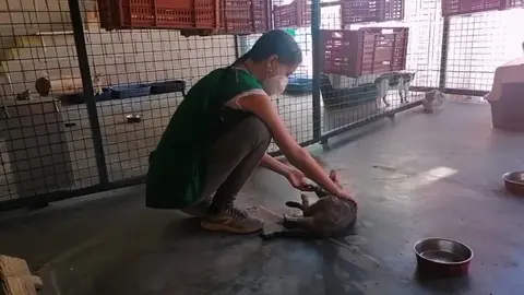 Voluntaria del SBA jugando con gato