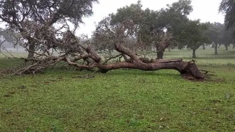 Encina seca