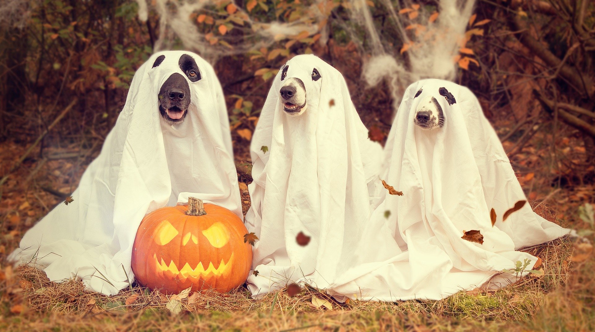 Perros disfrazados de fantasmas y calabaza de Halloween. Fuente: Pixabay