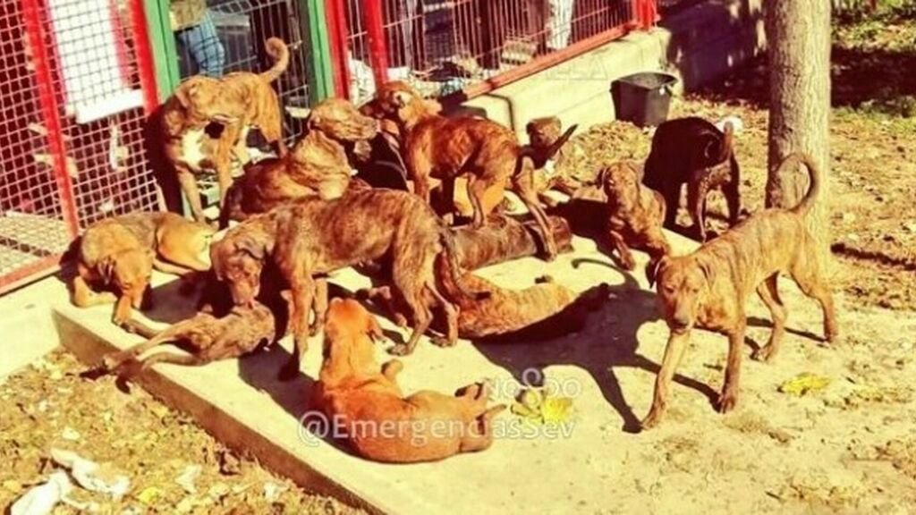Perros-Protectoras_de_animales-Animales-Sevilla_-Ciudad-Reportajes_366974246_111855284_1024x576