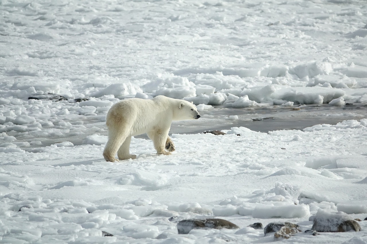polar-bear-3775941_1280